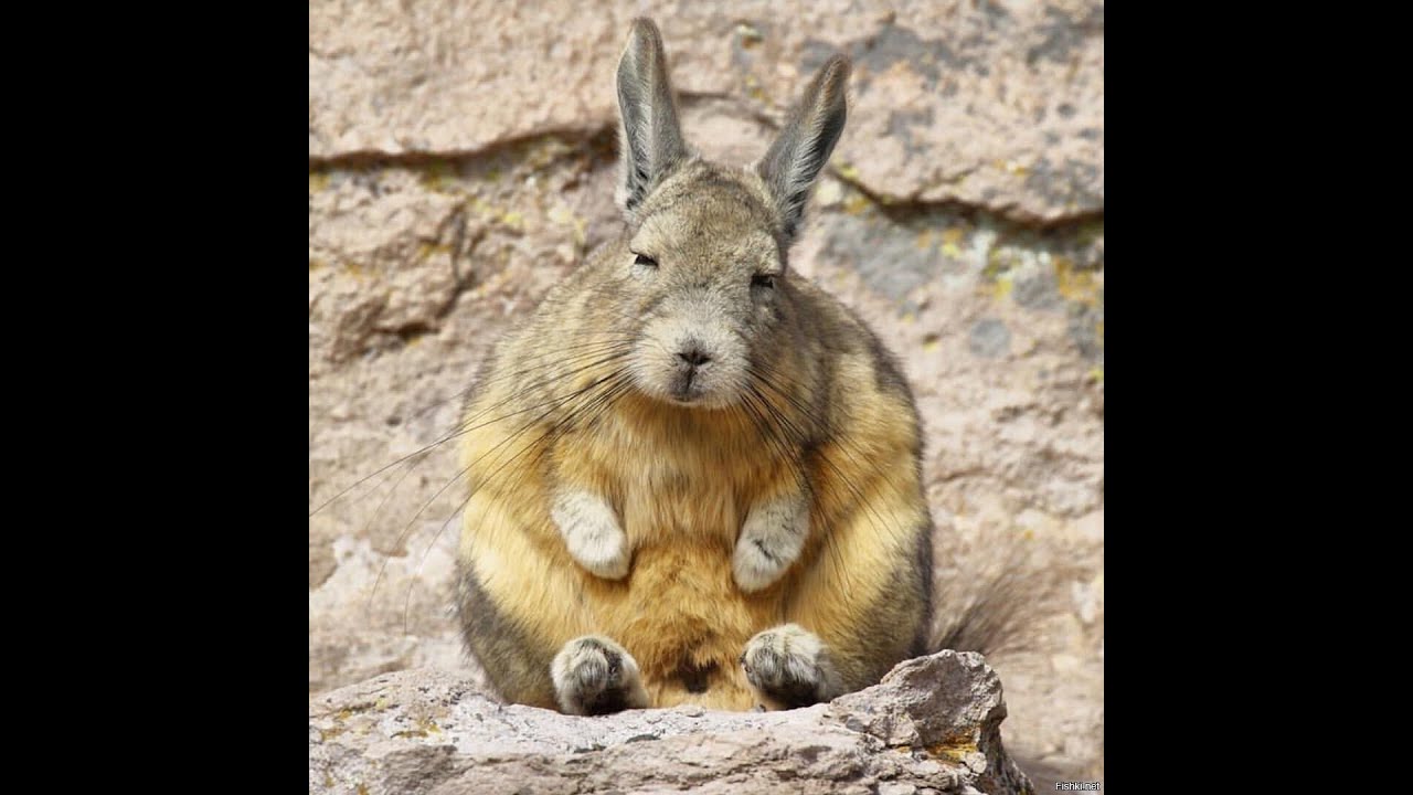 Вискаши - постоянно сонные зверьки - YouTube