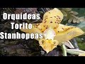 Cuidar Orquídeas Torito o Stanhopeas || Orquiplanet
