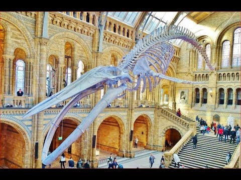 Video: Muzium London