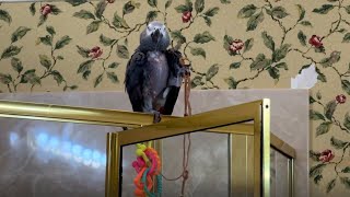 Enthusiastic parrot dances the shimmy by Rumble Viral 525 views 4 weeks ago 1 minute, 26 seconds