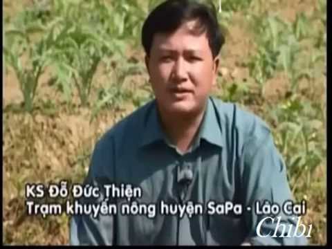 Video: Trồng Atisô