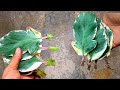 The Most Powerful Natural Hormone For Propagate Plants From Leaves | How to Grow plants With Leaves