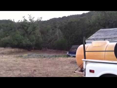 Big Cat That Sounds Like A Woman Screaming Big Cat That Sounds Like A Woman Screaming