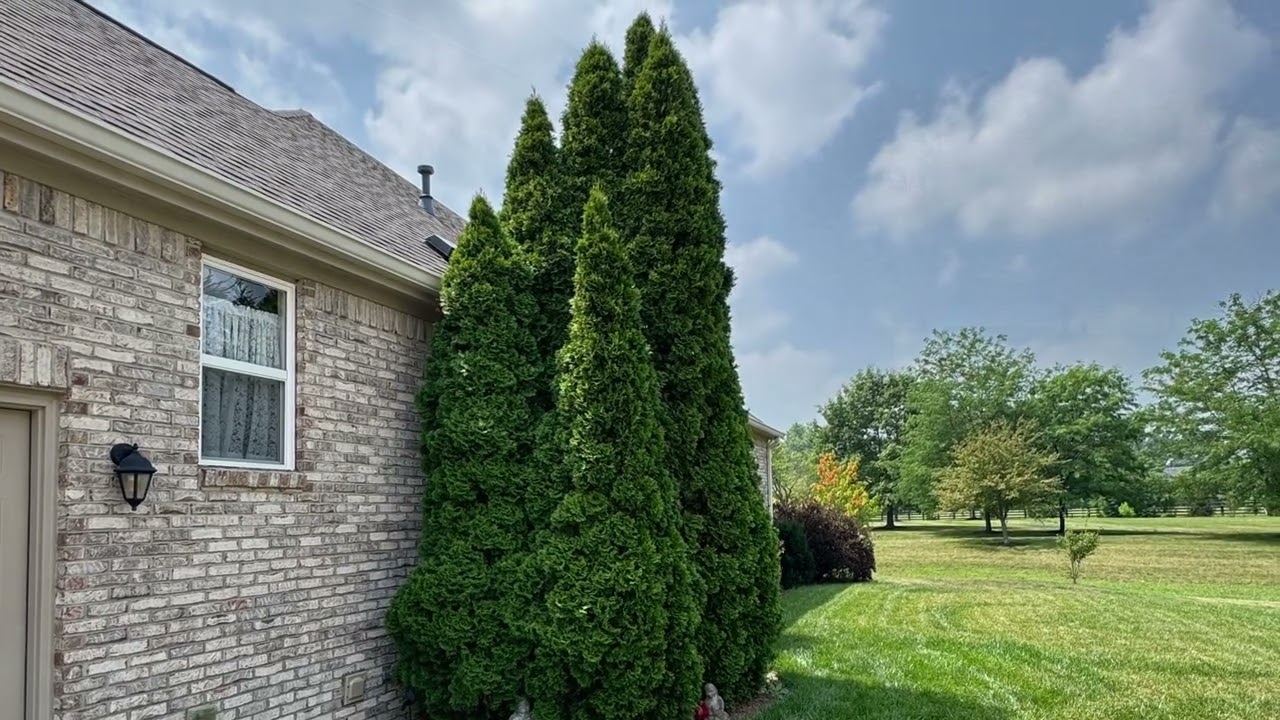 When Trees and Shrubs Outgrow Their Space: A Carmel Landscape Transformation