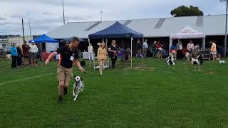 Champion in the Making: Princess Margaret Steals Best Puppy in Show! by Adam Booth 276 views 5 months ago 1 minute, 24 seconds