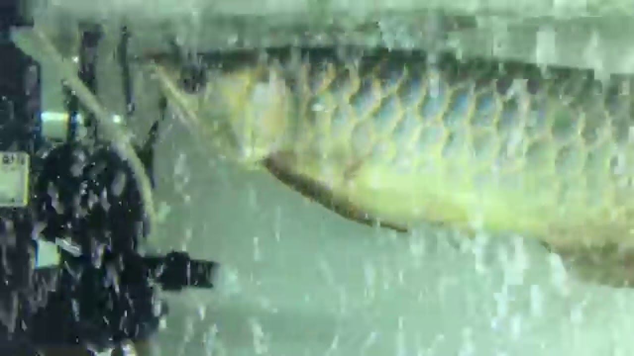 龙鱼撞伤掉落鳞片0273 Youtube 龙鱼撞伤掉落鳞片0273 Youtube