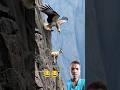 Goat MountainsЁЯжЕЁЯРР ЁЯЩП Shortvideo Goat Eagle Goat MountainsЁЯжЕЁЯРР ЁЯЩП Shortvideo Goat Eagle