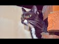 また猫が行方不明になったと思ったら。。