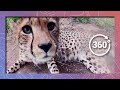 Lick, Bite, and Roll | Cheetah in 360 5K