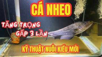 Cá Nheo Tăng Trọng Gấp 3 Trong 60 Ngày Nhờ Kỹ Thuật Này!