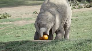 Pachy Pumpkin Party by San Diego Zoo Safari Park 3,270 views 3 years ago 1 minute