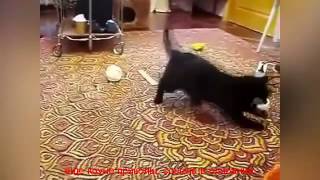 смешные приколы про животных видео бесплатно смешные приколы про животных видео бесплатно