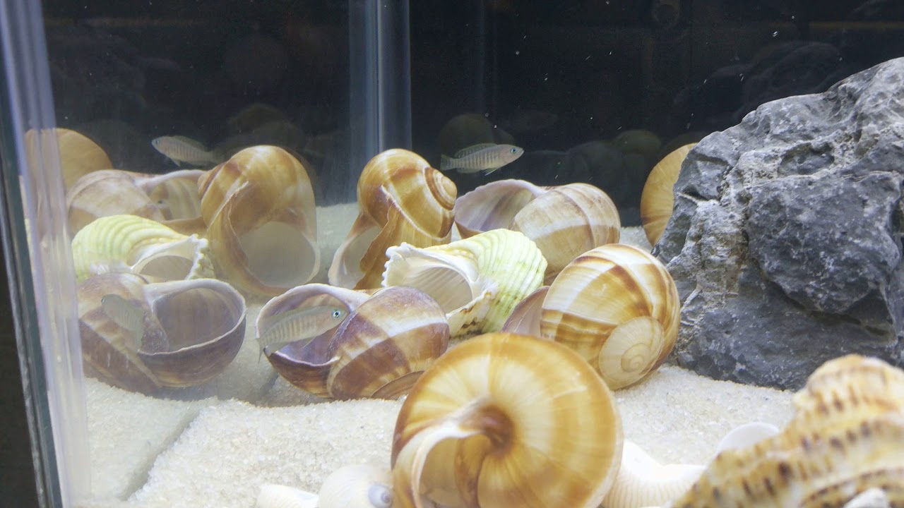 Multies Tank 12-17-17