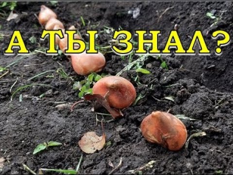 Видео: Когда сажать тюльпан белый триумфатор?