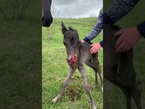 Видео: Из какой страны родом шакалы?