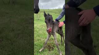 Дагестанец про нападения шакалов на скот! Вред больше чем от волков.