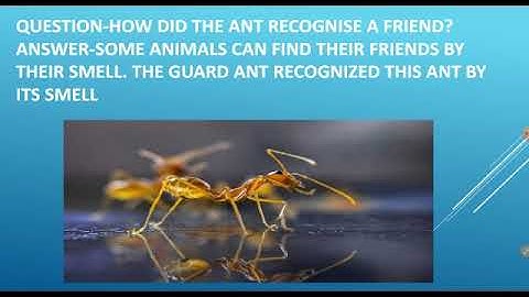 Class-5 EVS: Ch-1 Super senses (part-2). By: Asad sir