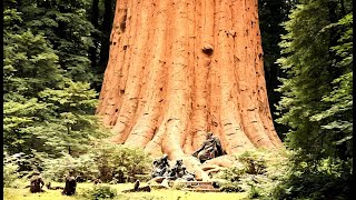 The LARGEST Trees On Our Planet: 15 Record-Breakers Revealed