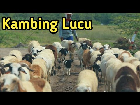 Video: Jenggot Kambing Padang Rumput