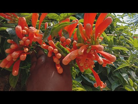 Video: Péče o vinnou révu Flame – Jak pěstovat vinnou révu mexickou