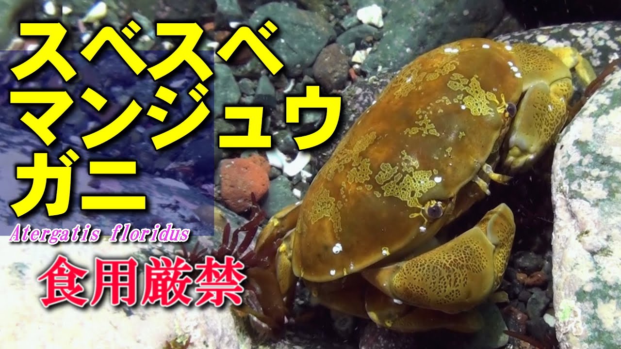 スベスベマンジュウガニ 】食べてはいけない磯のカニ Atergatis