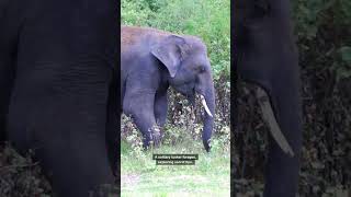 Why This Elephant Just Showered in Dust – Nature's Genius Trick!