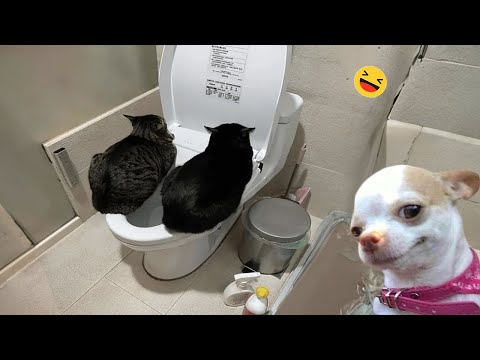 Try Not To Laugh Cats And Dogs Videos 😁 - Best Funniest Animals Video 2024 #2