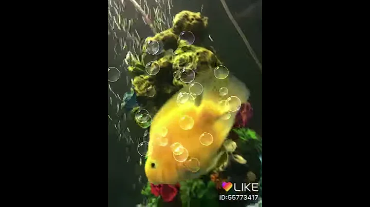Mine fishs