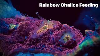 Rainbow Chalice Coral! by EconomicalReefer 368 views 2 years ago 26 seconds