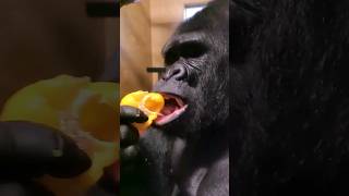 Crunchy Lettuce And Pepper! #Gorilla #Eating #Asmr #Satisfying