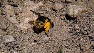 Nest of bees of the genus Halictus. Halictus scabiosae