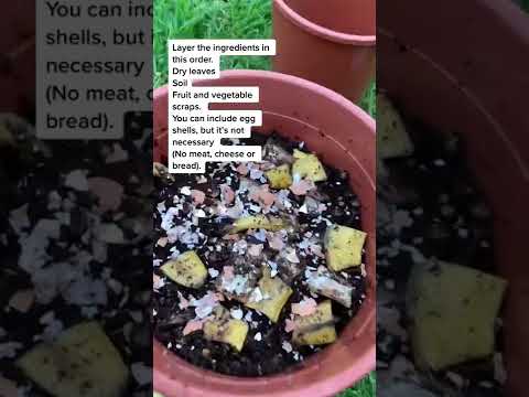 Video: Ali je zeleni bršljan mogoče kompostirati?