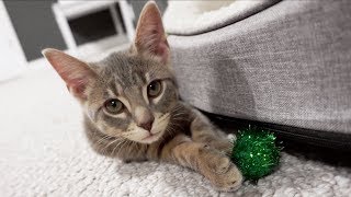 Adopted From The Animal Rescue - Meet Our New Cat! - Tulsa SPCA by TheMeanKitty 330,304 views 5 years ago 3 minutes, 1 second