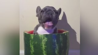 Puppy Eating Watermelon Going Viral