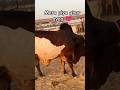 MERA PIYA GHAR AYAA MASHALLAH ♥ COW AGAI