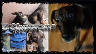 Story Of 3 Choorans😮: Kahani 3 Chooran ki😮 #dog #doglover #dogmeme #youtubeshorts #shorts