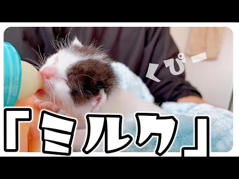子猫のミルク】哺乳瓶で一生懸命飲んでる姿がかわいすぎる【保護