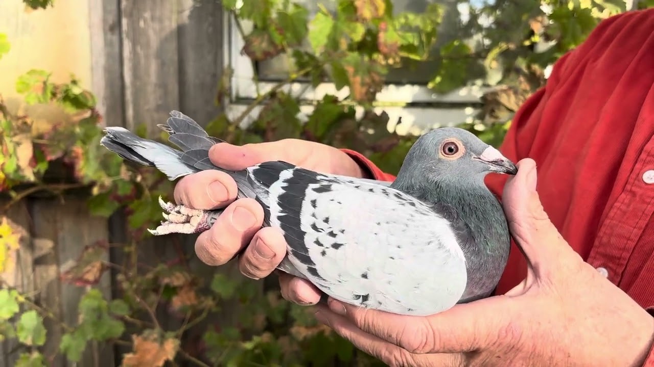 2025 MŁODE GOLEBIE JASSEN DE KLAK 