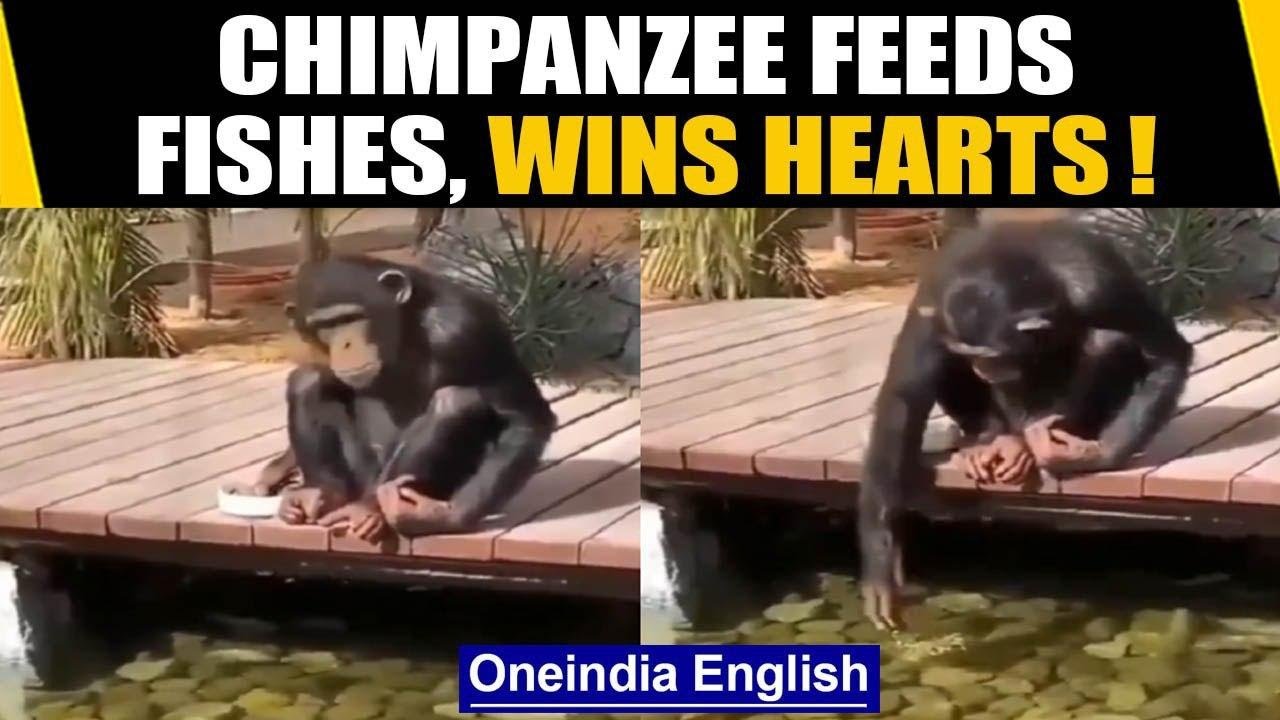 Chimpanzee feeds fishes: Video wins hearts on the internet,an absolute ...
