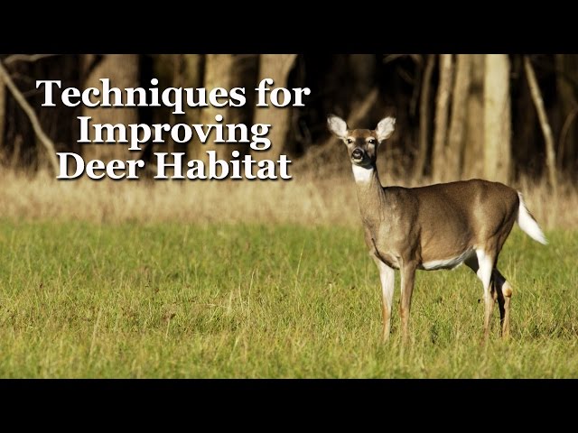 Watch Techniques for Improving Deer Habitat on YouTube.