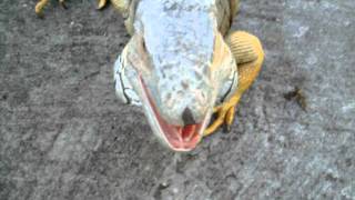 GIANT GREEN IGUANA TAKES A WALK