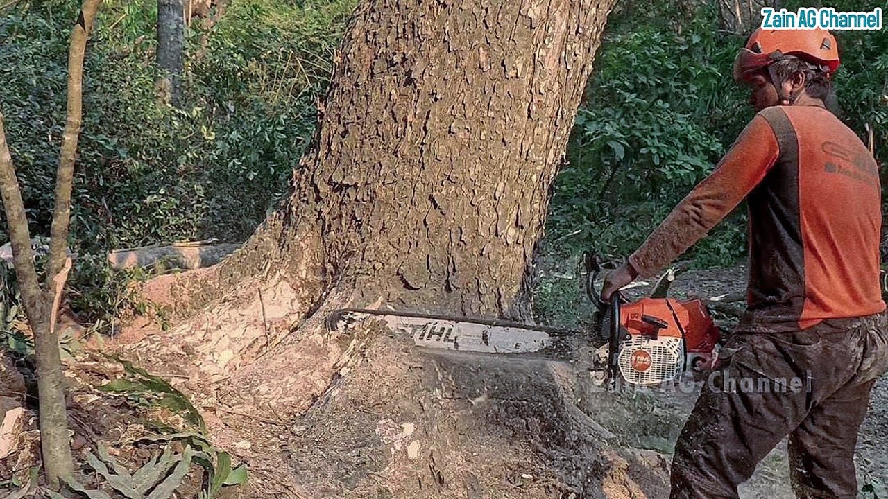 Excellent..!! Old Big Trembesi tree cutting - YouTube