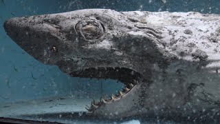 Urban Explorers Break Into Abandoned Aquarium, Find Mummified Shark and Other Horrors