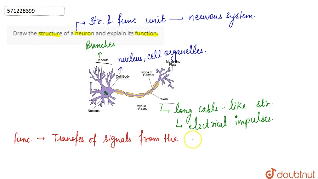 Describe The Structure Of A Neuron With The Help Of Class 11 Biology Cbse
