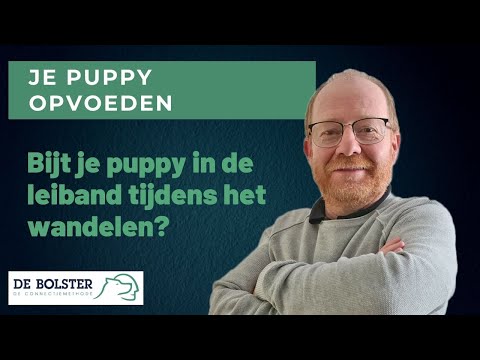 Video: Stop met je hond van het vernietigen van een bank