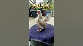 FVO TWO MONTHS OLD SERAMA CHICKEN #chicken #serama #chicks  #freerangechickens #ayam #pets