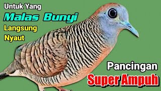 Download Lagu PERKUTUT LOKAL Gacor Suara Kristal Super Ampuh Pancingan Perkutut Agar Bunyi Untuk PERKUTUT Bahan MP3