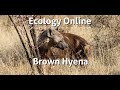 Brown Hyena Call Brown Hyena Call