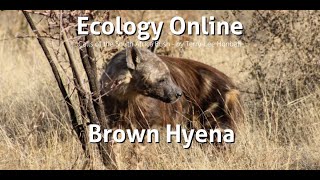Brown Hyena Call