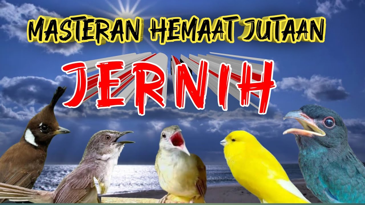 MASTERAN MURAI BATU FULL TEMBAKAN JERNIH MUDAH DITIRU UNTUK BURUNG MURAI TROTOL MUDAH DITIRUKAN
